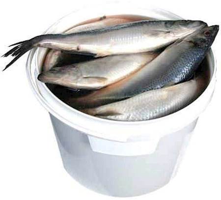 Salted herring, 10L bucket